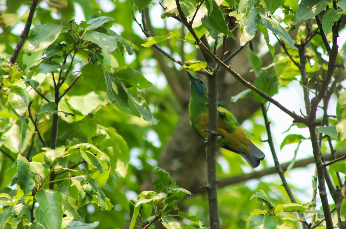 Orange-bellied Leafbird - Kiran Gosai