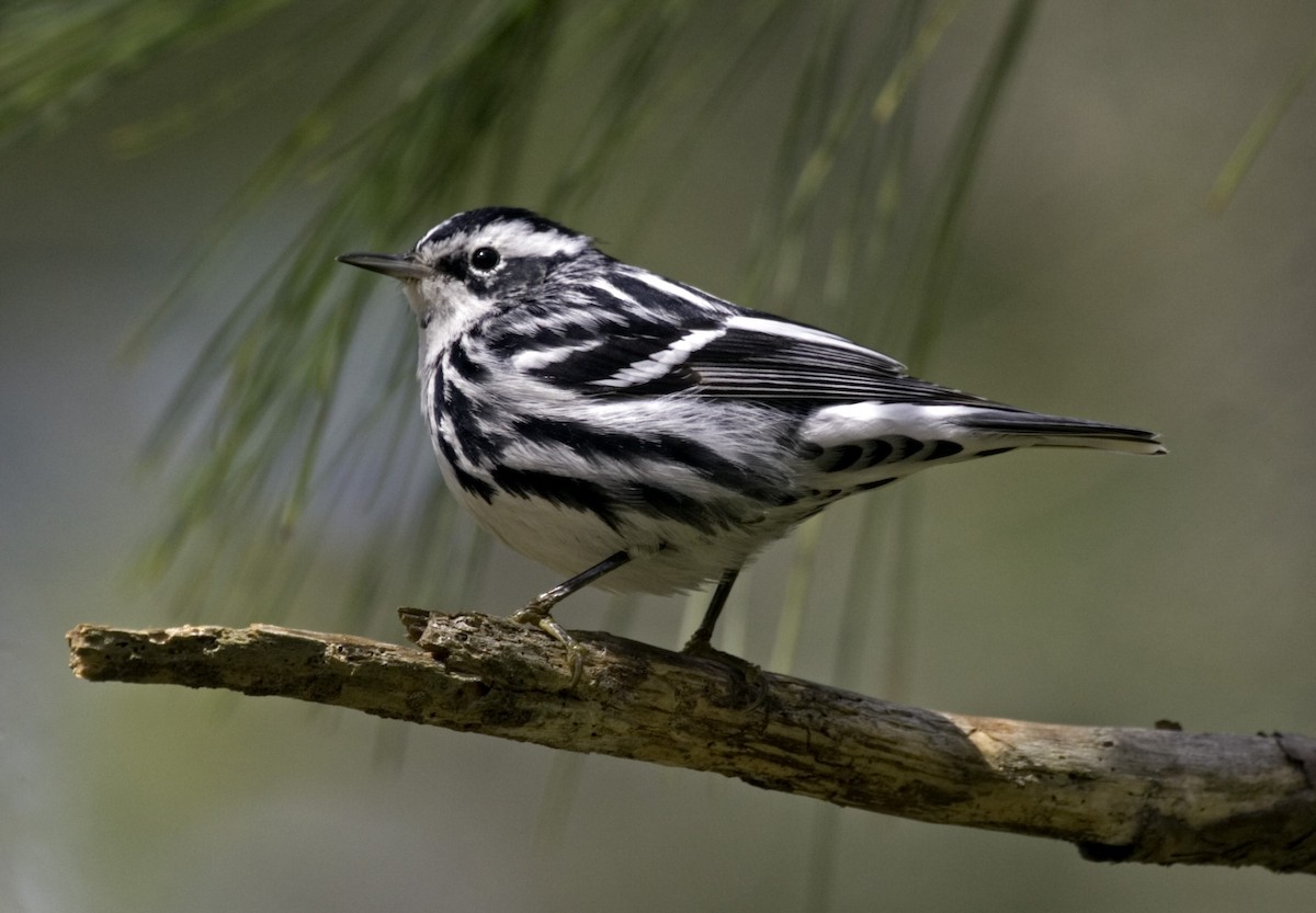 Black-and-white Warbler - Rachel Holzman