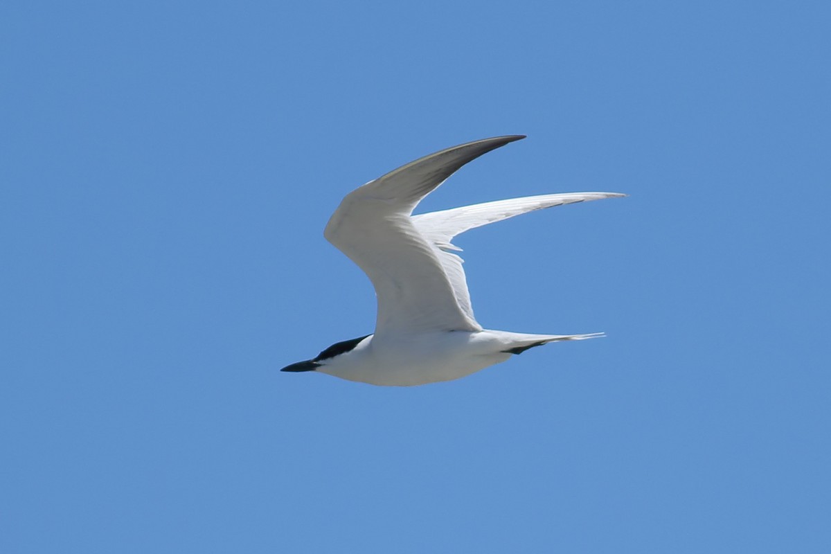 Gull-billed Tern - James Porter