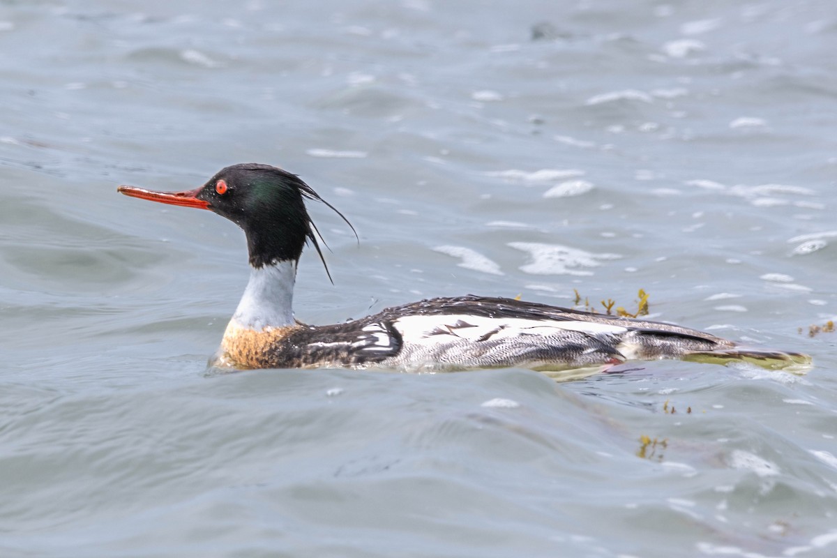 Red-breasted Merganser - Pete Followill