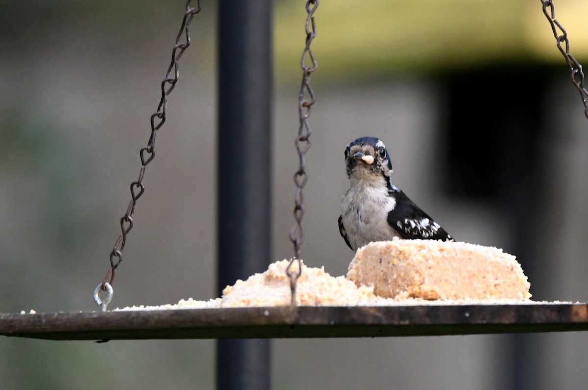 Downy Woodpecker - Kevin Smith