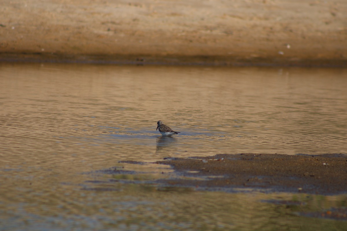 White-rumped Sandpiper - Debra Swinford