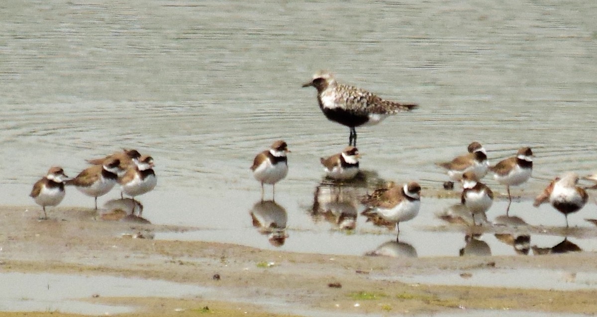 Semipalmated Plover - Adeline Louie