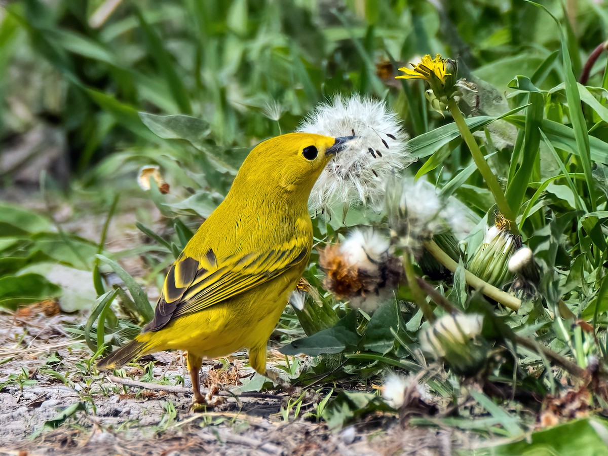 Yellow Warbler - Danielle  A