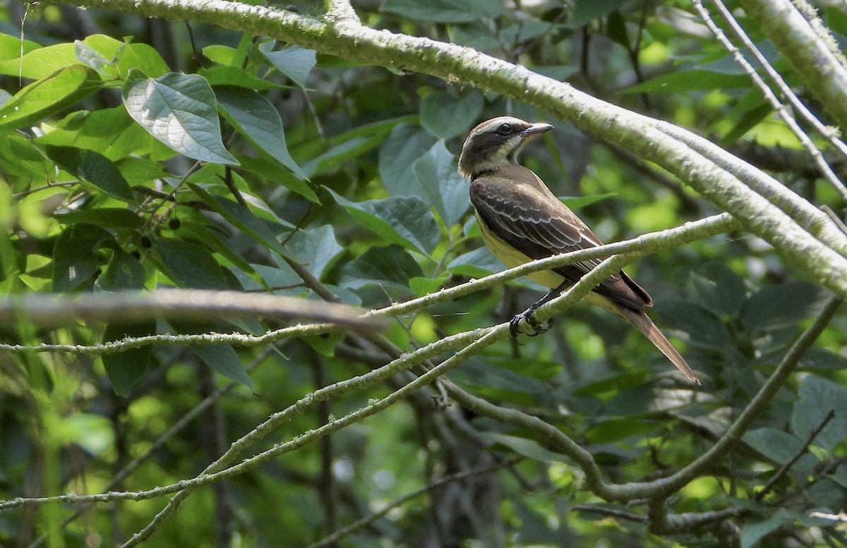Piratic Flycatcher - ML619424118