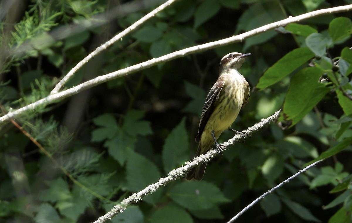 Piratic Flycatcher - Lynn Hay