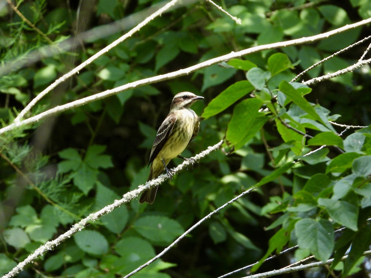 Piratic Flycatcher - Lynn Hay