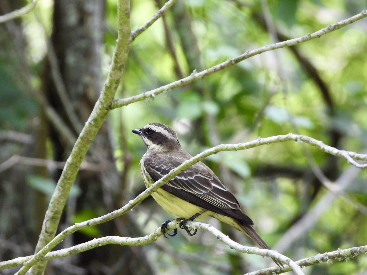 Piratic Flycatcher - ML619424121