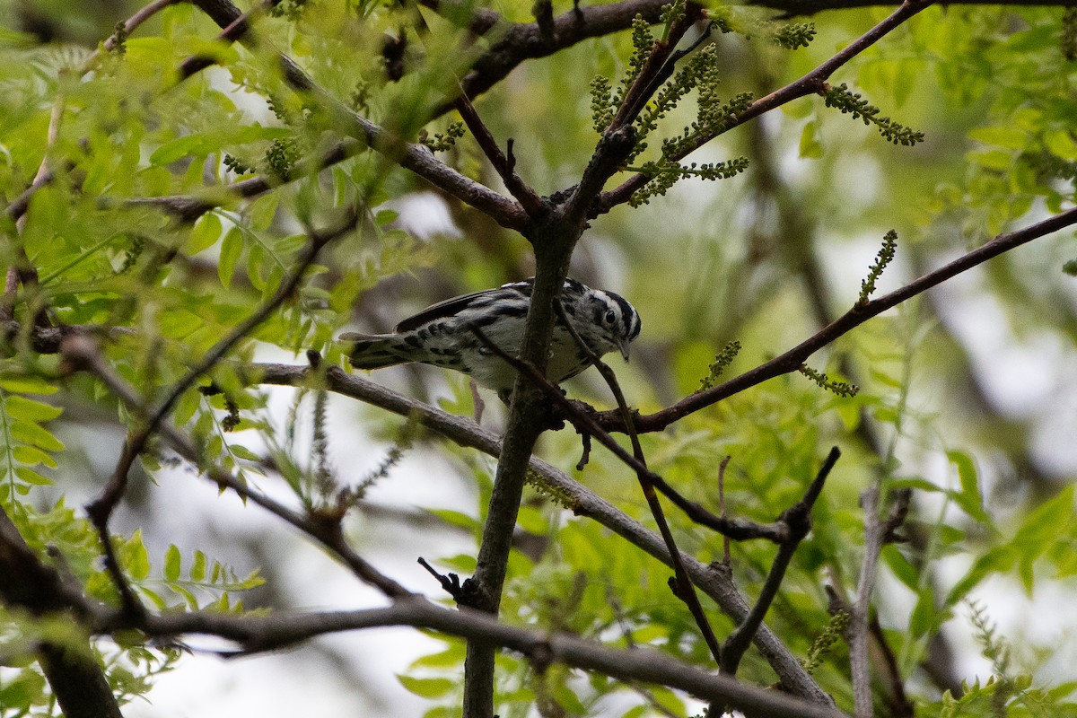 Black-and-white Warbler - Solomon Greene