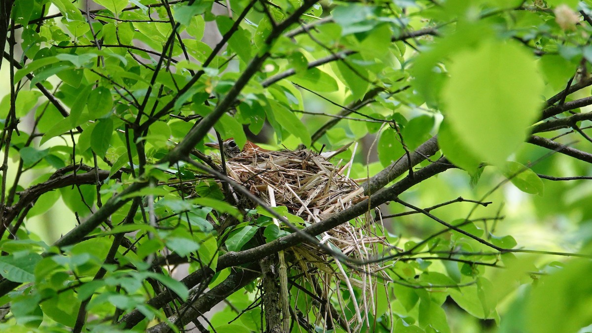 Wood Thrush - Betty Beckham