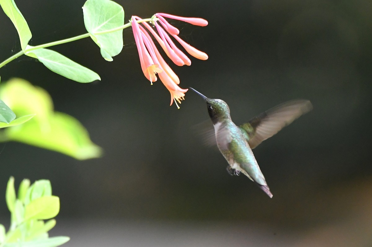 Ruby-throated Hummingbird - Kevin Smith