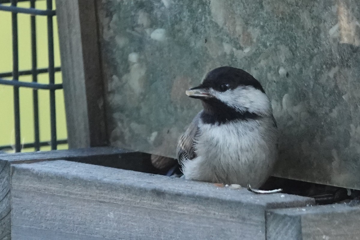 Carolina Chickadee - Jeffrey Turner