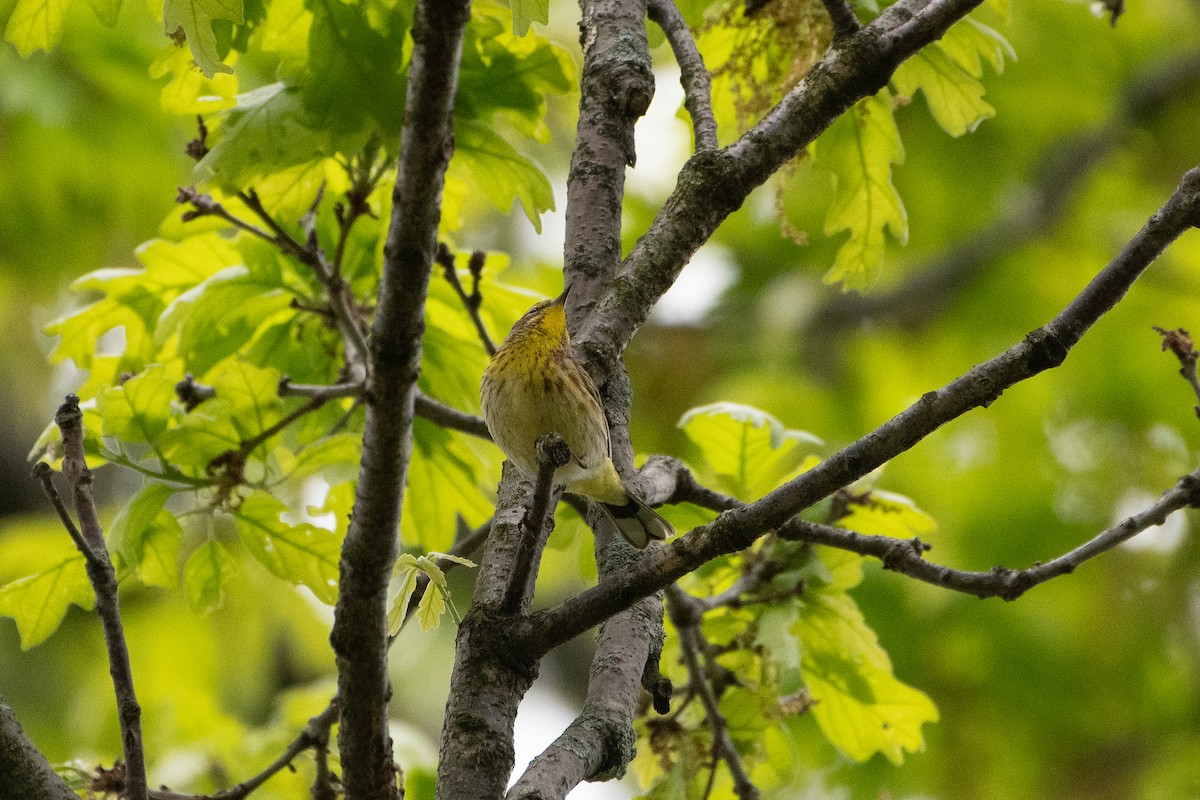 Palm Warbler - Solomon Greene