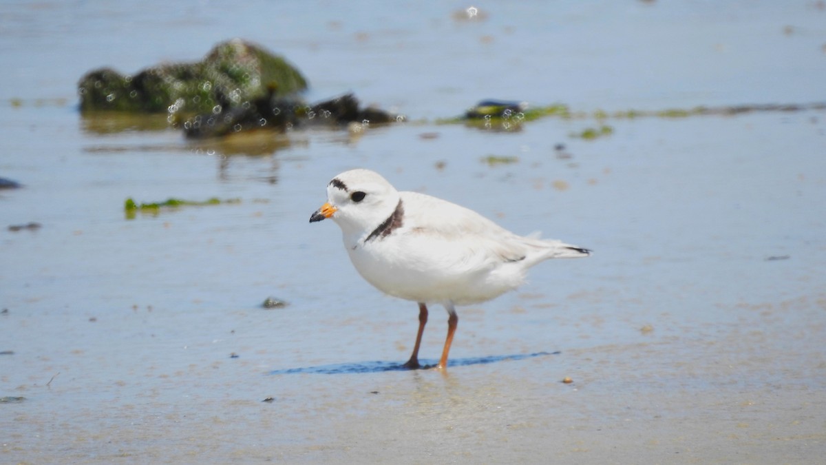 Piping Plover - Vincent Glasser