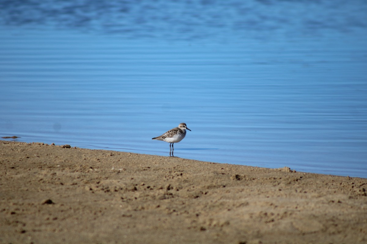 Semipalmated Sandpiper - Debra Swinford