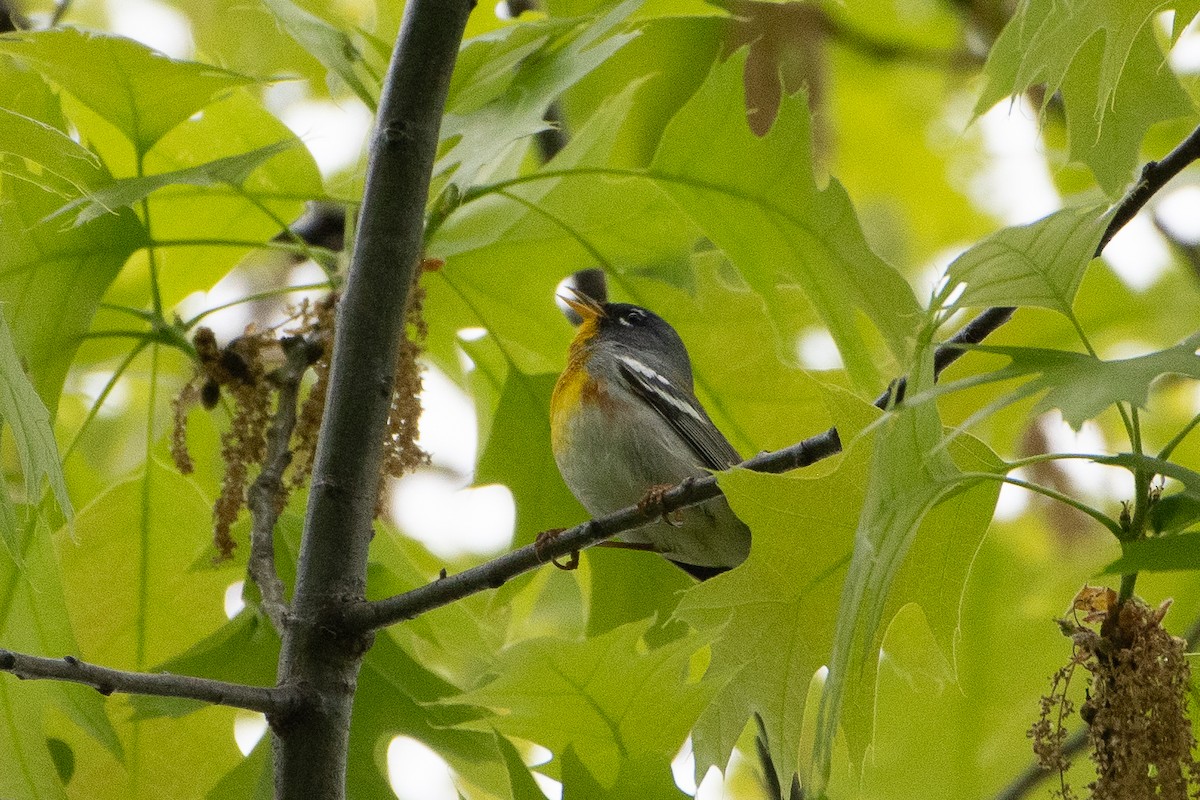 Northern Parula - Solomon Greene