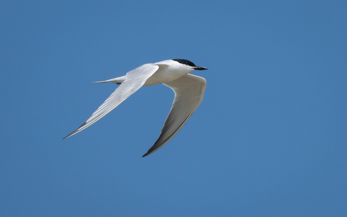 Gull-billed Tern - Atlee Hargis