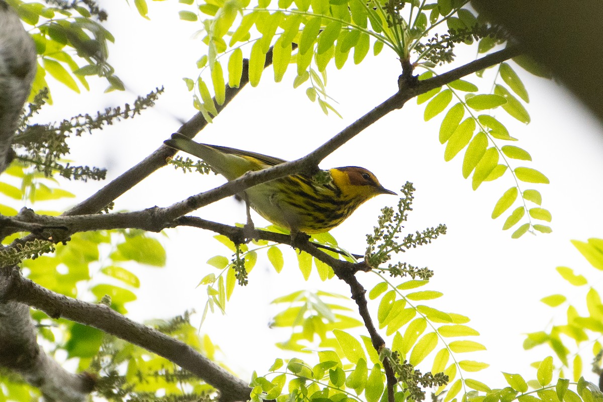 Cape May Warbler - Solomon Greene