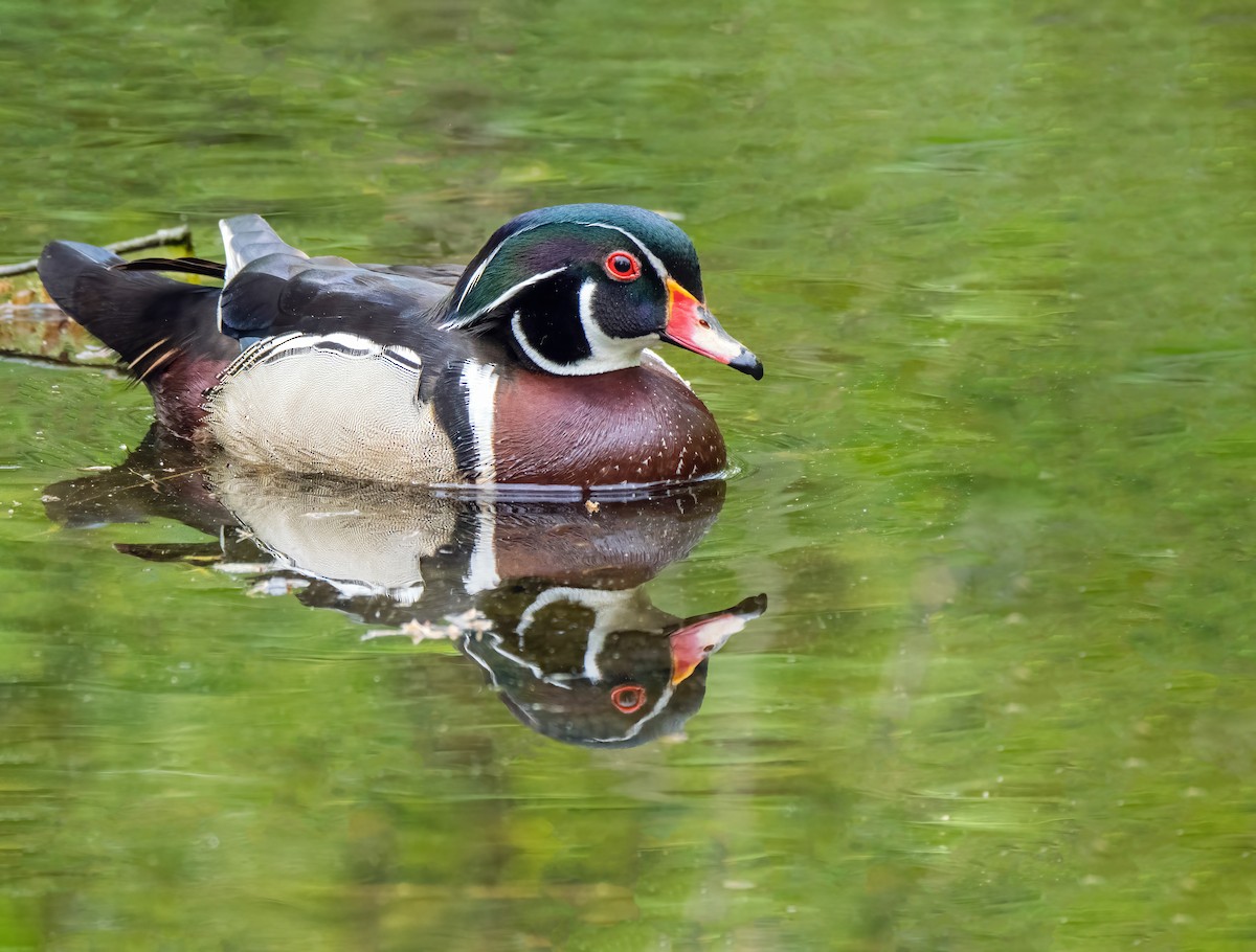 Wood Duck - Danielle  A