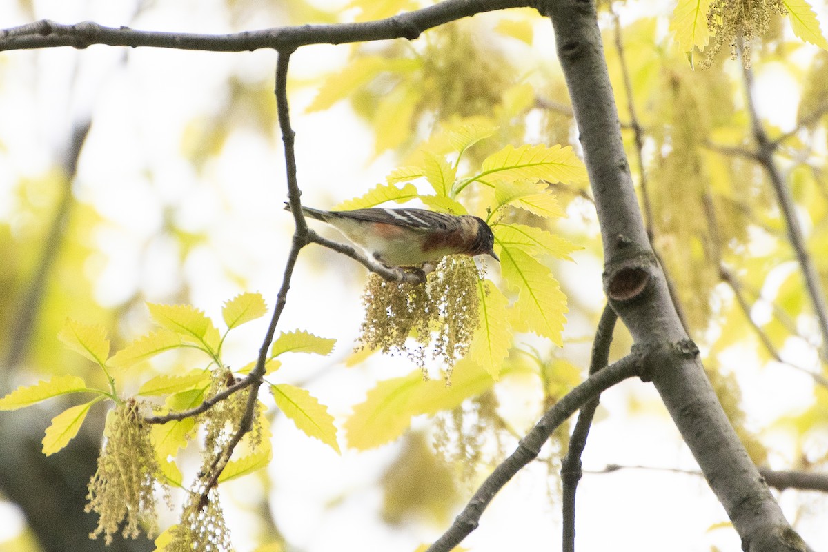 Bay-breasted Warbler - Solomon Greene