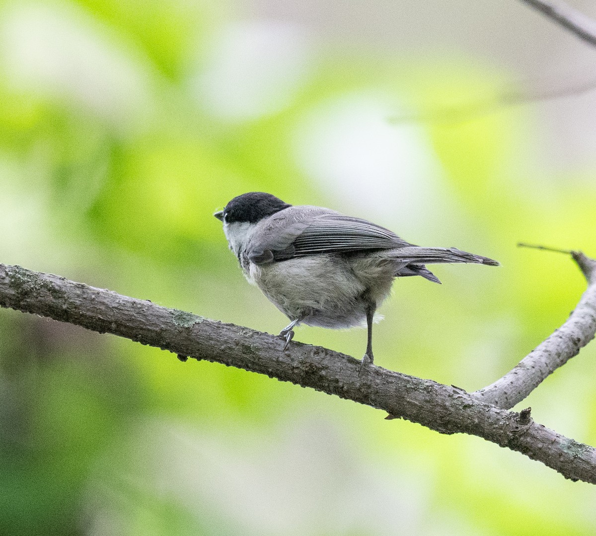 Carolina Chickadee - Scott Murphy