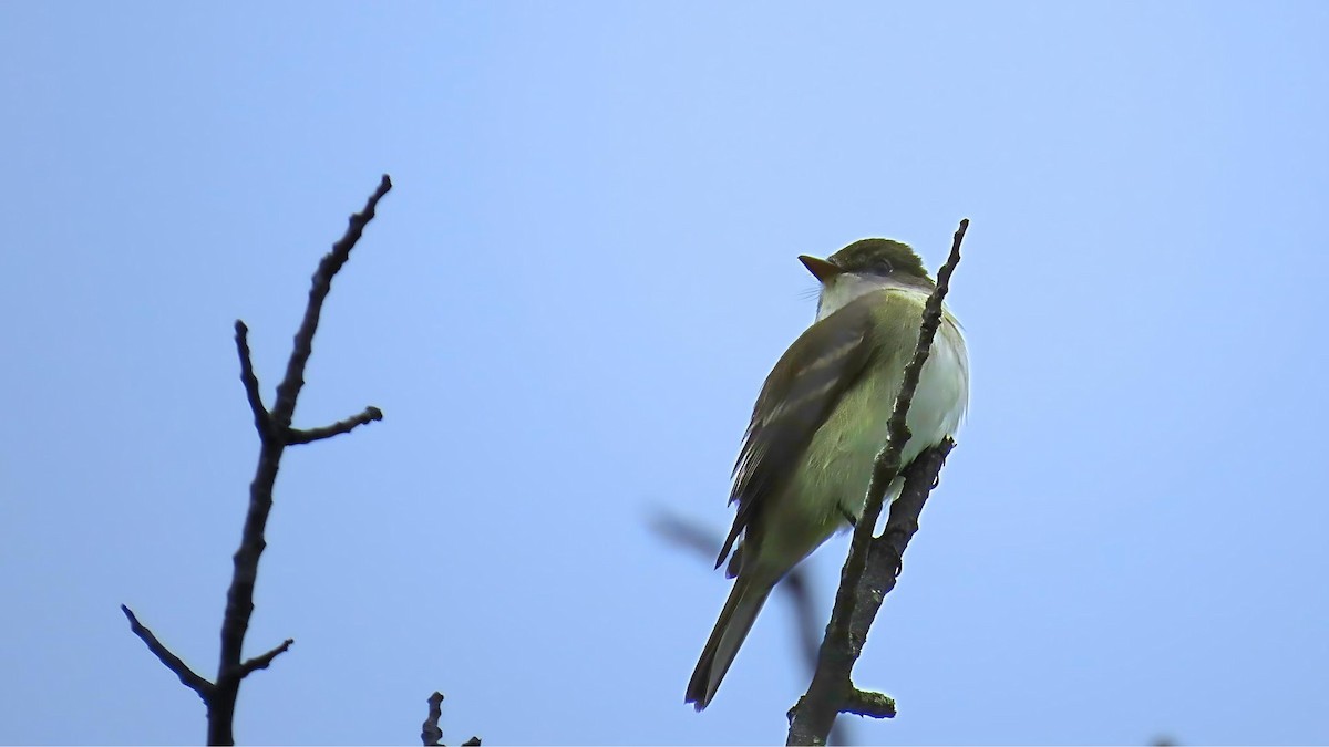 Alder Flycatcher - ML619424186