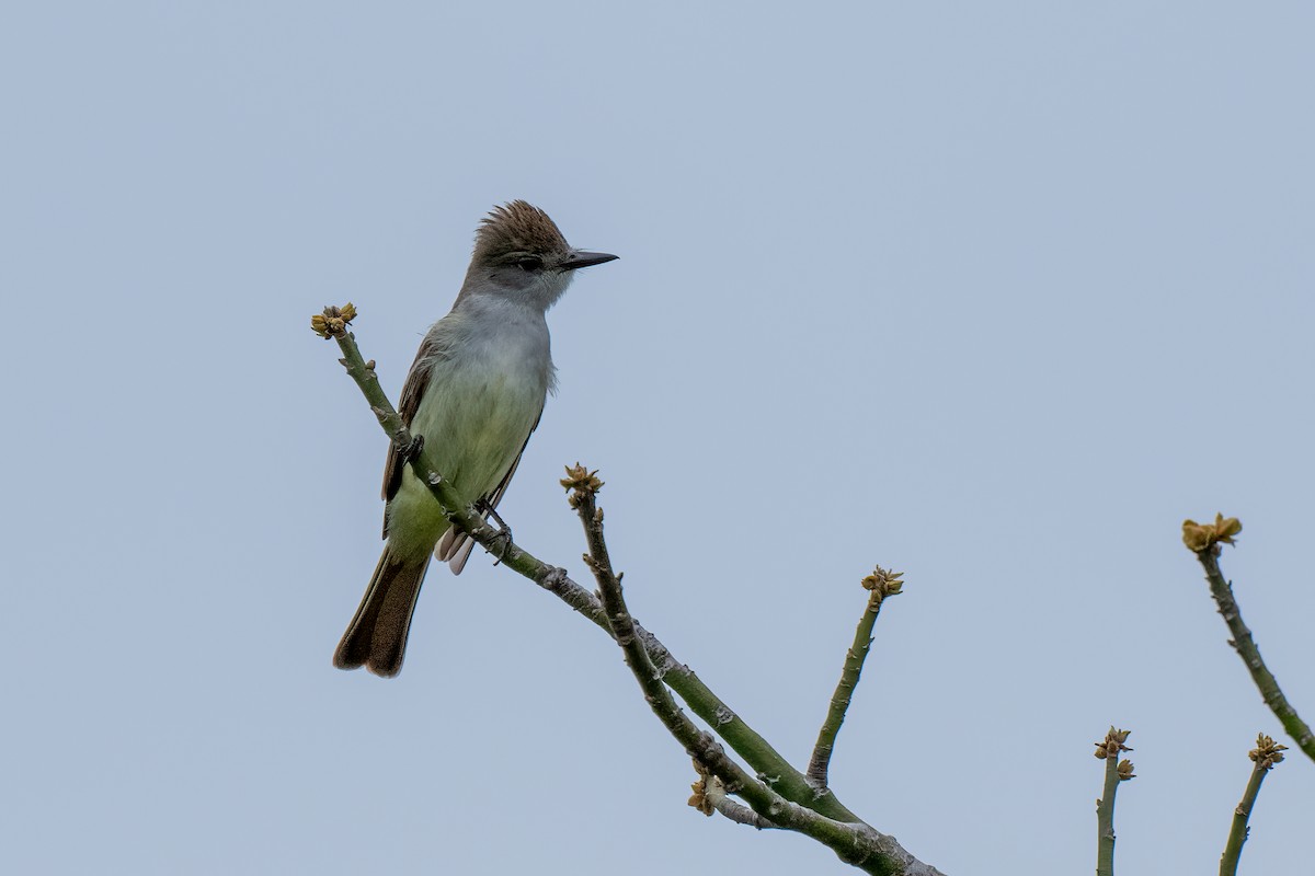 Ash-throated Flycatcher - David Ornellas