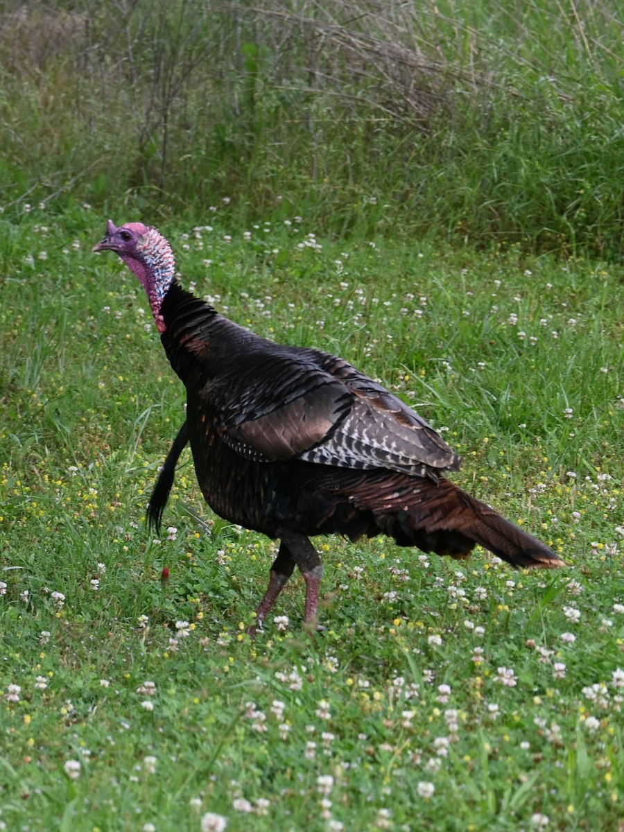 Wild Turkey - Skylar Carson-Reynolds