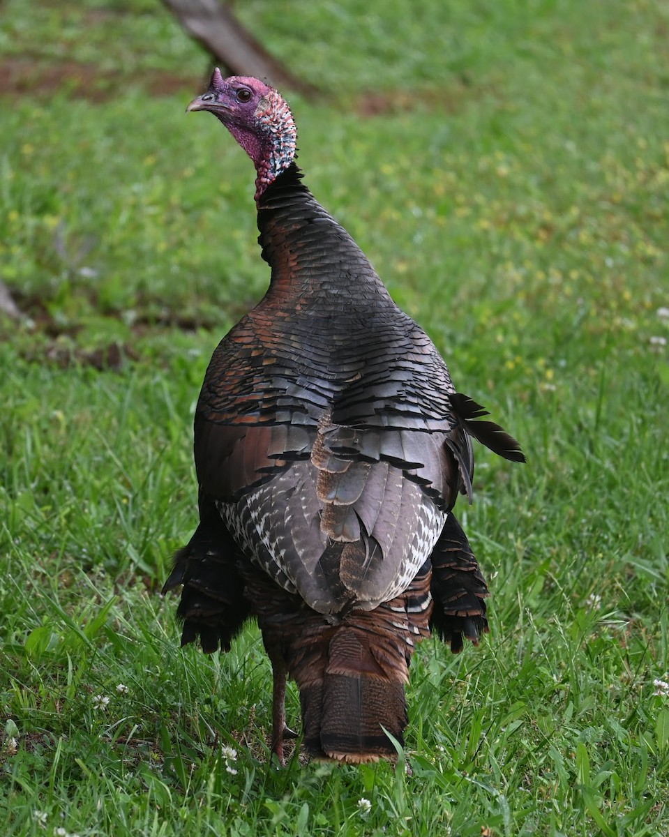 Wild Turkey - Skylar Carson-Reynolds