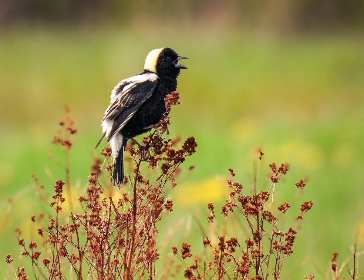 Bobolink - ML619424210