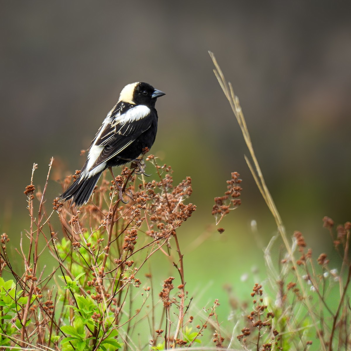 Bobolink - ML619424214