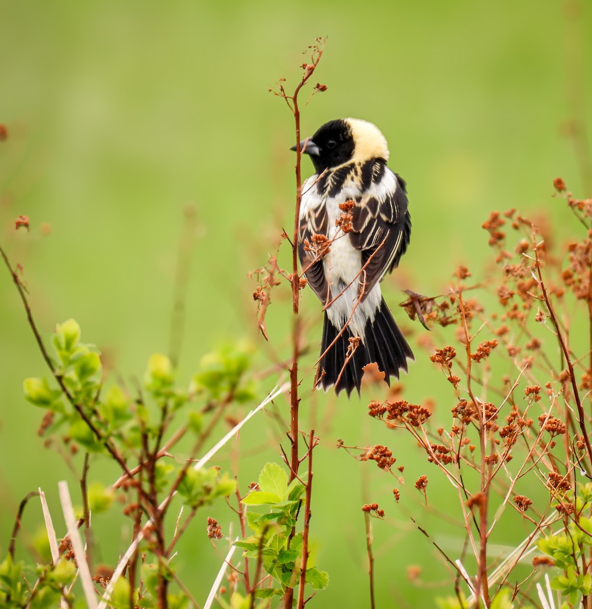 Bobolink - Guillaume Daigle