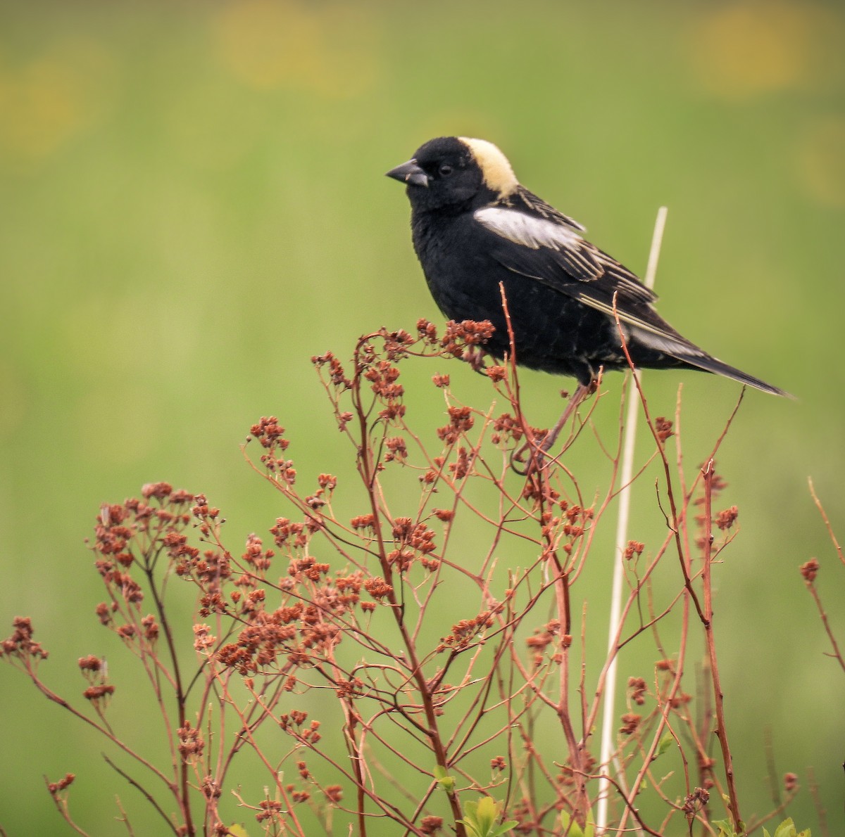 Bobolink - Guillaume Daigle