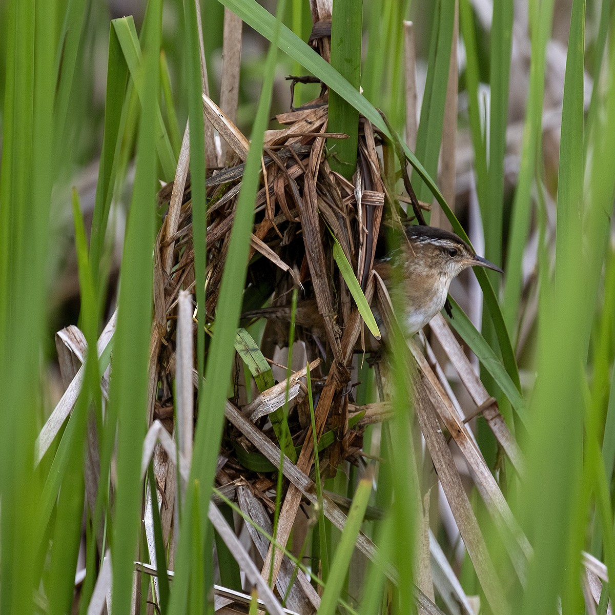 Marsh Wren (palustris Group) - Dan Vickers