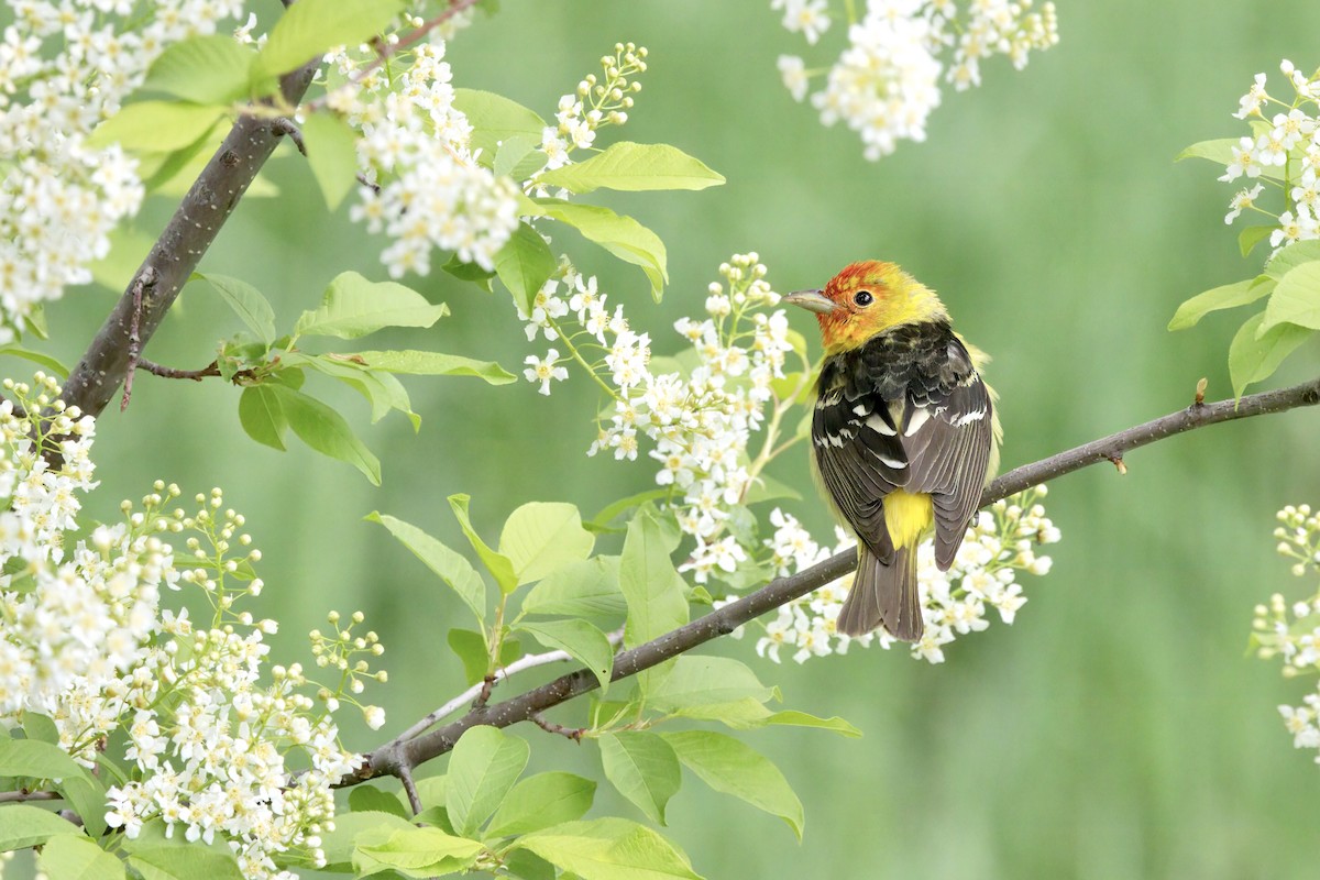 Western Tanager - ML619424224