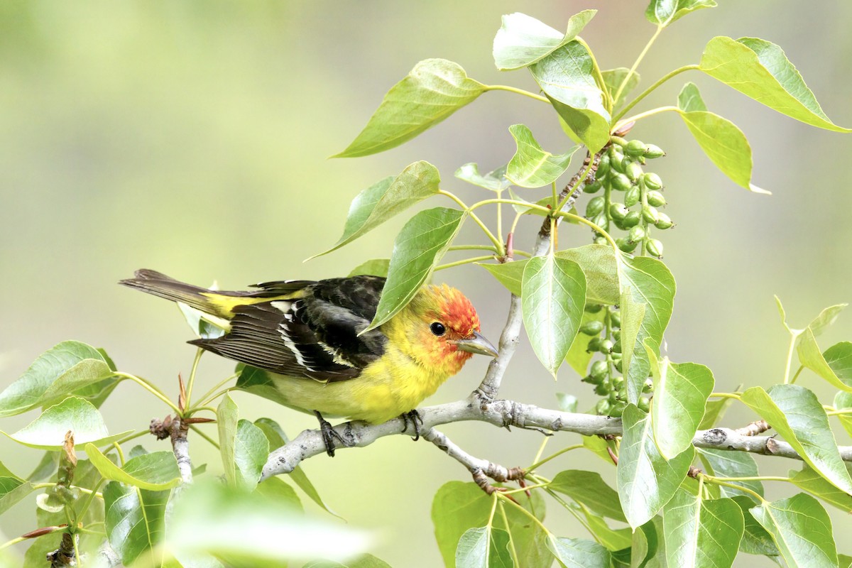 Western Tanager - ML619424225