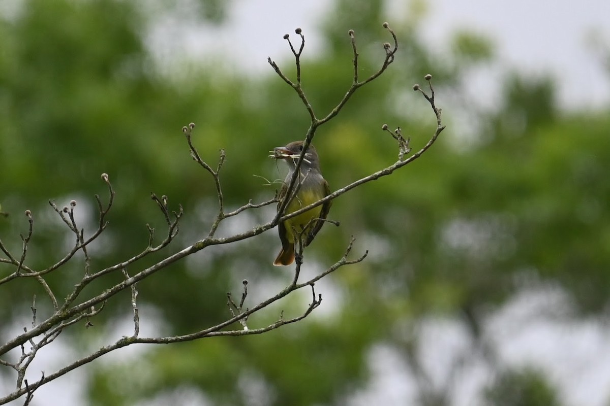 Great Crested Flycatcher - ML619424226