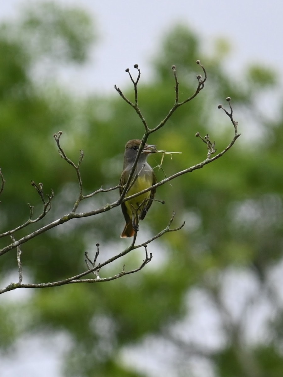 Great Crested Flycatcher - ML619424227