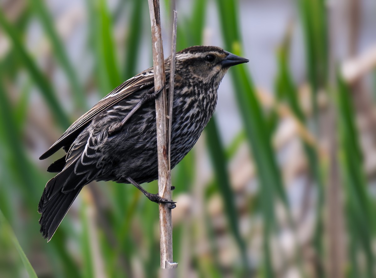 Red-winged Blackbird - ML619424230