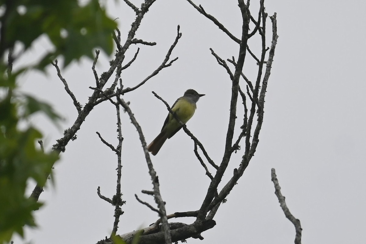 Great Crested Flycatcher - ML619424232