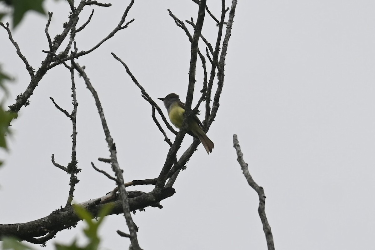 Great Crested Flycatcher - ML619424233