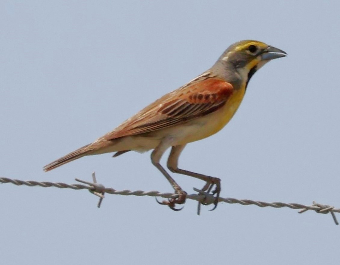 Dickcissel - Keith Godwin