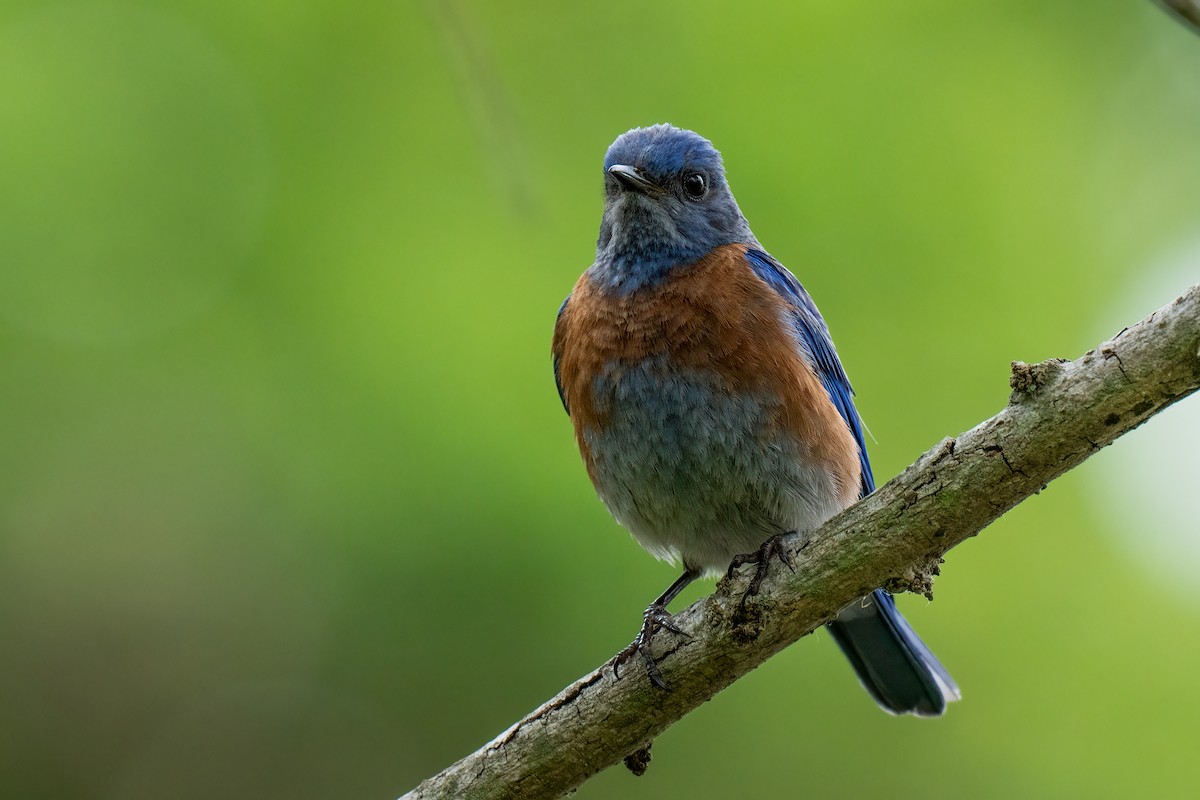 Western Bluebird - David Ornellas