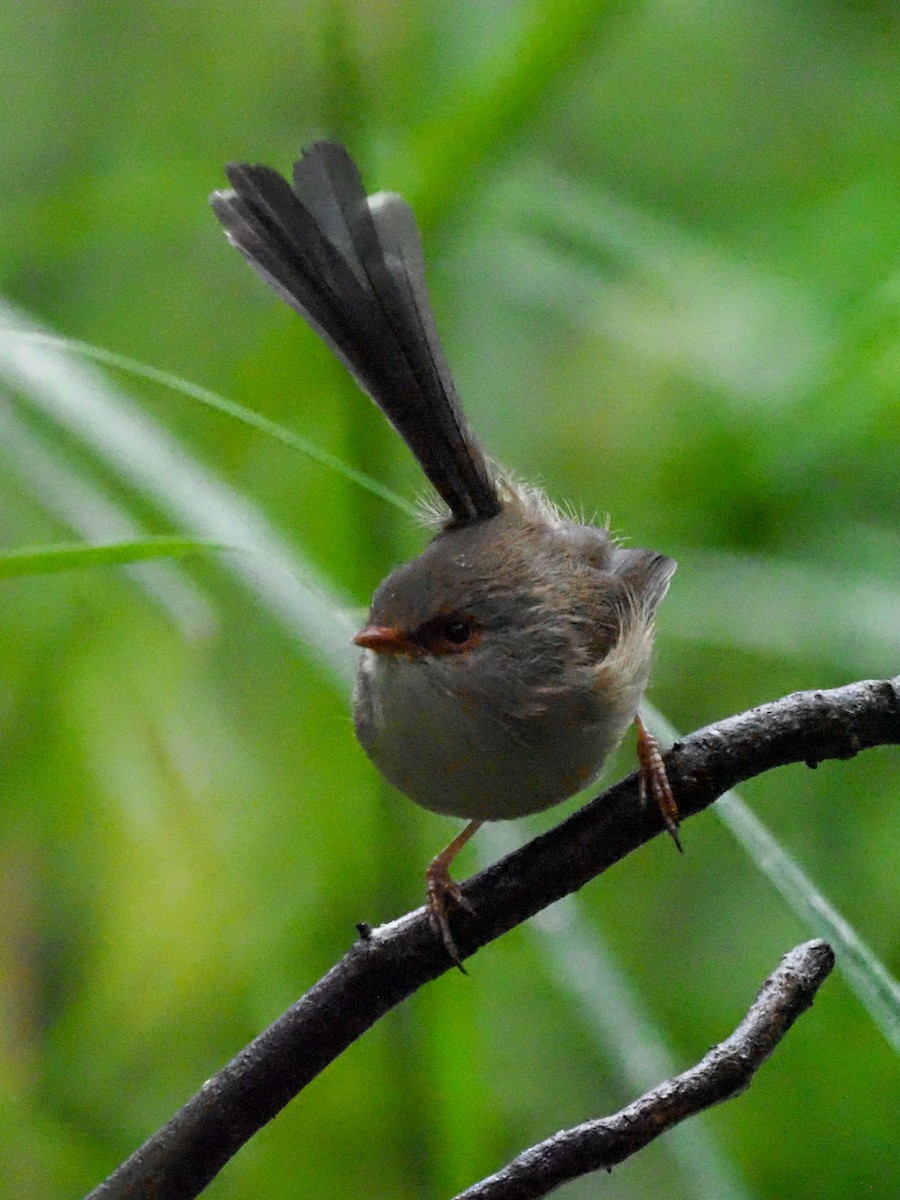 Variegated Fairywren - Todd Deininger