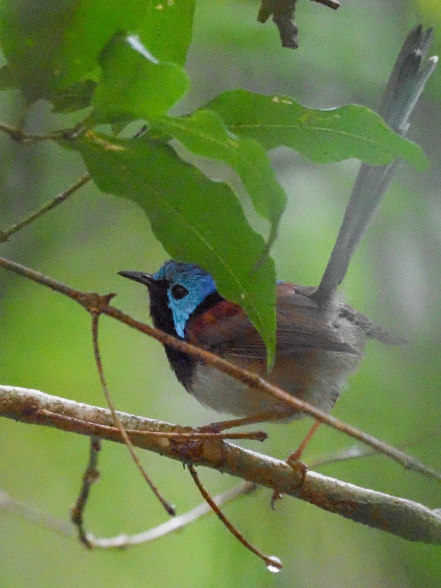 Variegated Fairywren - Todd Deininger