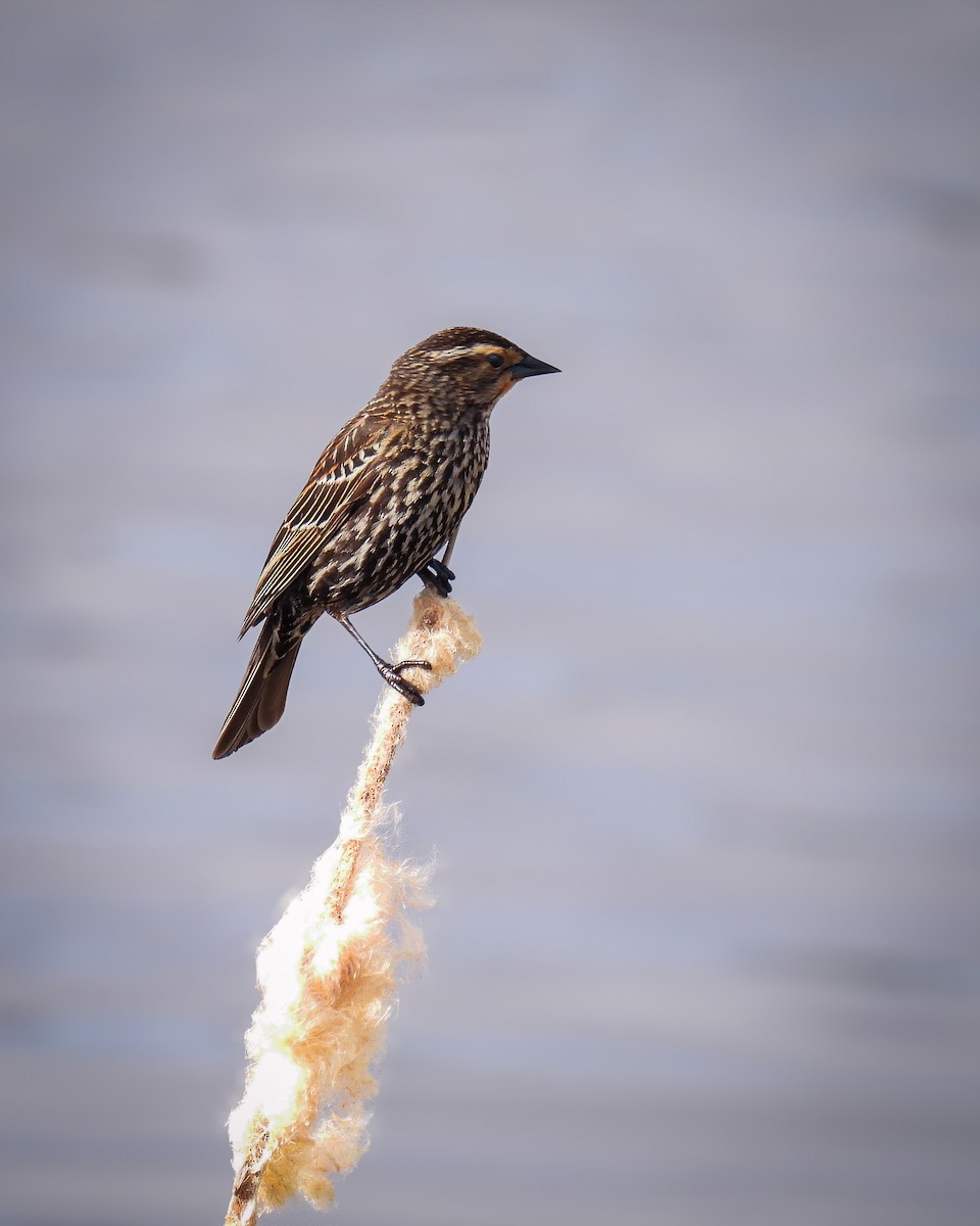 Red-winged Blackbird - Guillaume Daigle