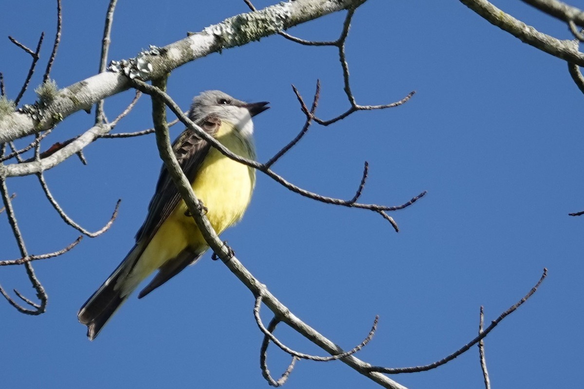 Western Kingbird - Jeffrey Turner