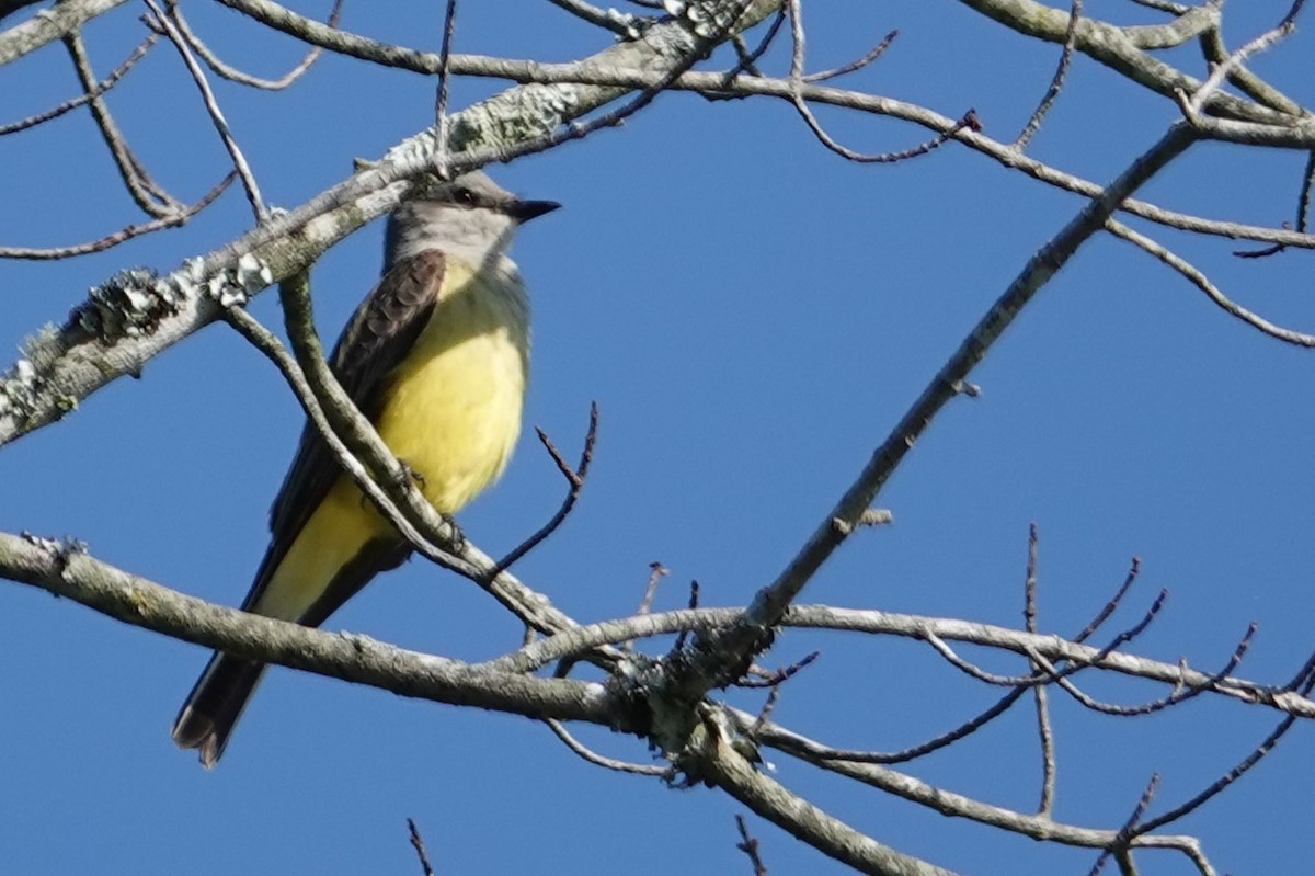 Western Kingbird - Jeffrey Turner