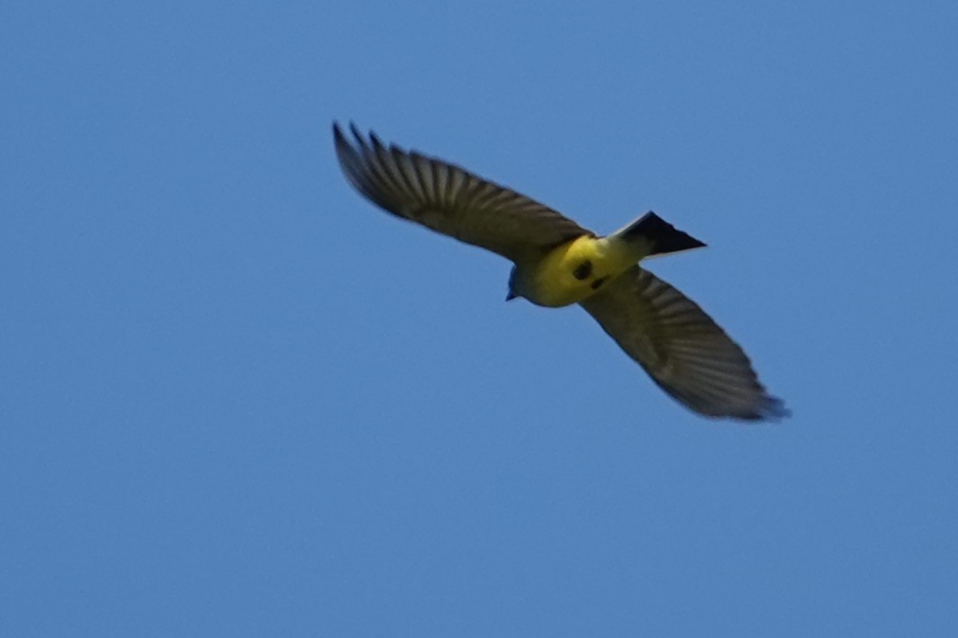 Western Kingbird - Jeffrey Turner