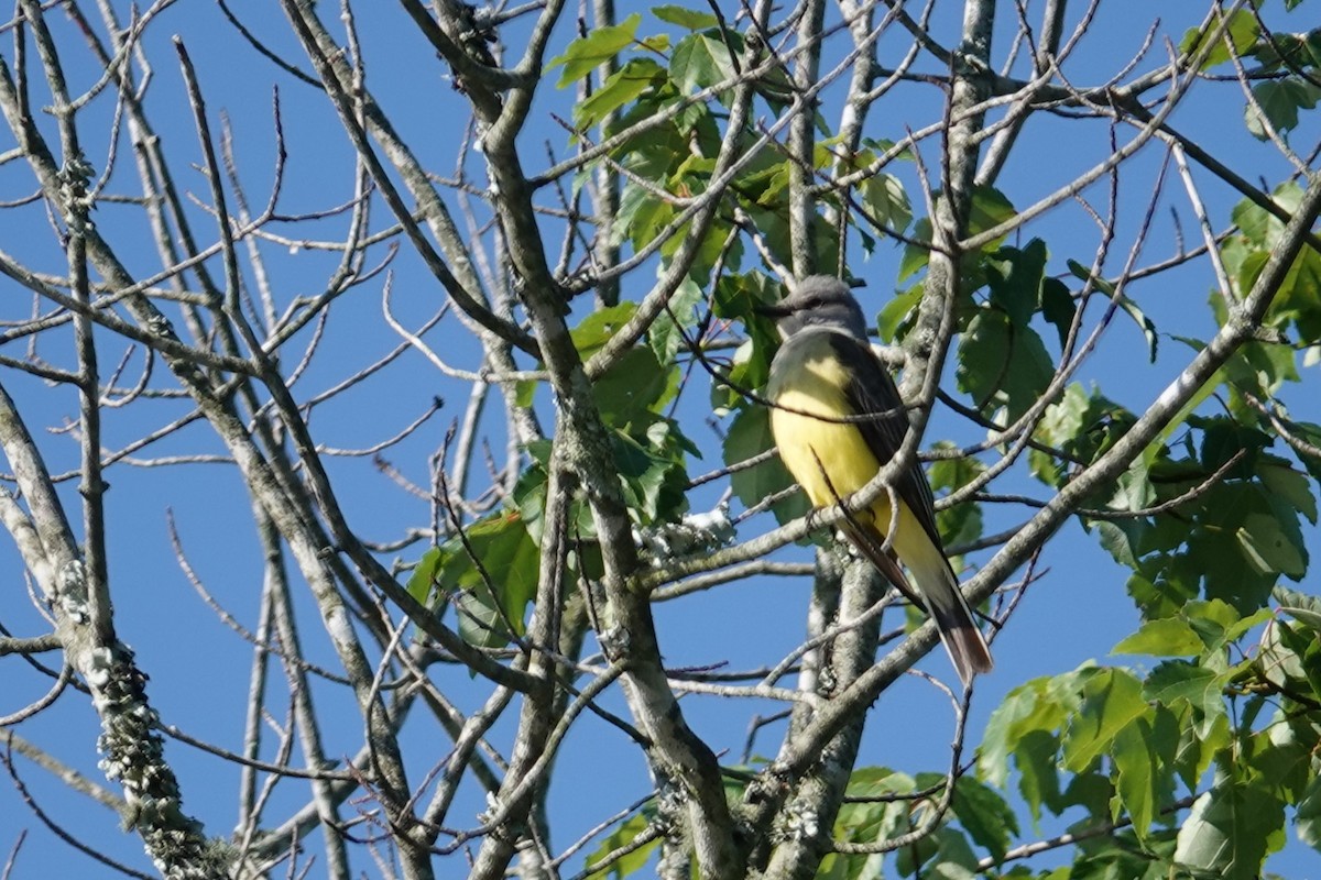 Western Kingbird - Jeffrey Turner